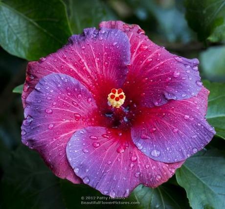 Night Fire Hibiscus © 2012 Patty Hankins
