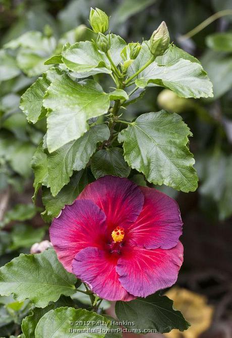 Night Fire Hibiscus © 2012 Patty Hankins