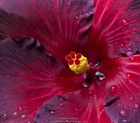 Night Fire Hibiscus © 2012 Patty Hankins