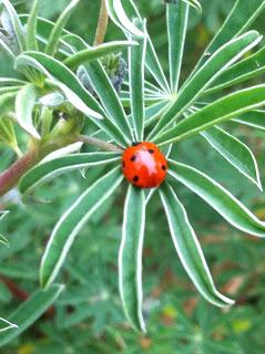 A surfeit of coccinellidae