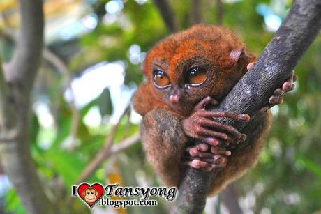 I kissed the Smallest Monkey in The World the so called Tarsier