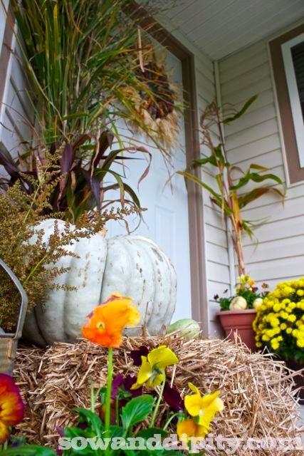 pumpkin display