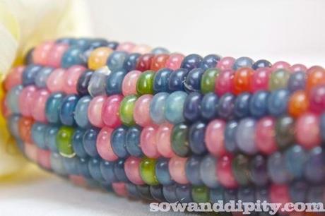 Bubbles Gem Corn