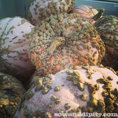 warty pumpkins