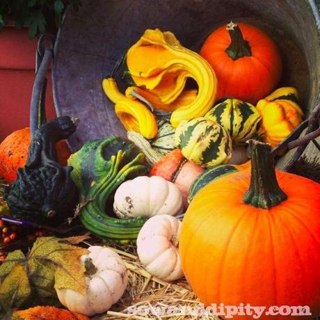 colorful gourds