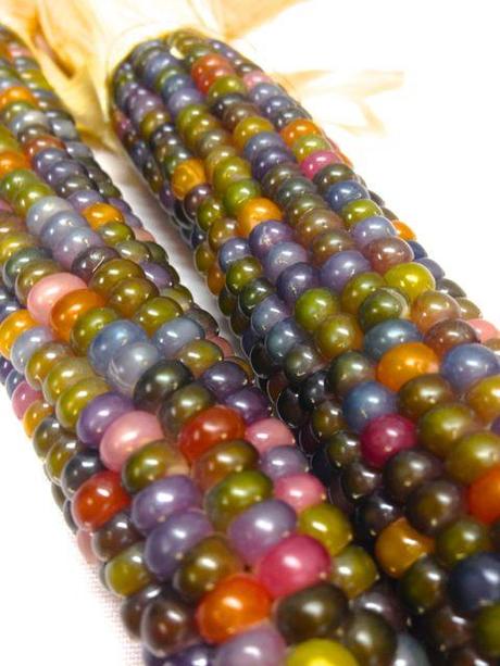 gem corn colors