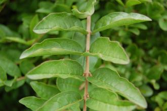 Ligustrum ibota Leaf (21/09/2013, Kew Gardens, London)