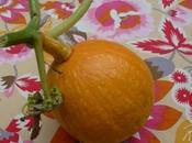 Handle Storing Squash Pumpkins