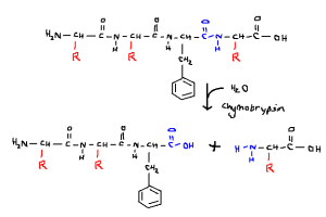 Cleavage at carboxyl end of hydrophobic amino acid, phenylalanine.