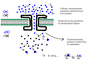 The control of reactants allows the exploitating of the second law of thermodynamics to sustain differential cellular equilibrium.