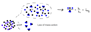 Law of mass action in equilibrium chemistry.