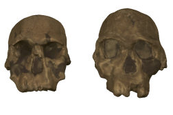 Homo rudolfensis (right) and Homo habilis (left)