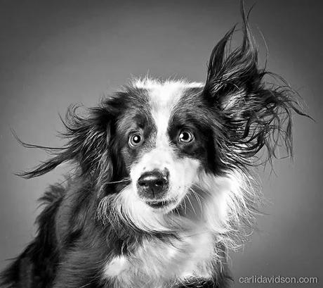 We're all Wet, but Aren't We Beautiful?: DOGS do the Shake!