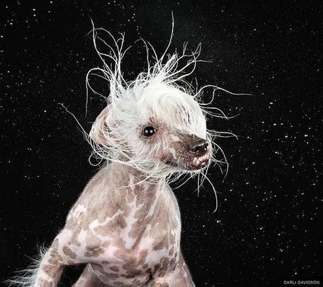 We're all Wet, but Aren't We Beautiful?: DOGS do the Shake!