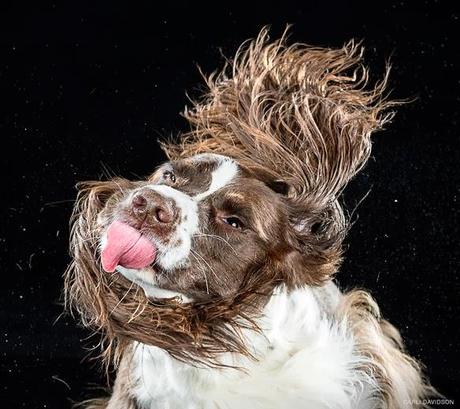 We're all Wet, but Aren't We Beautiful?: DOGS do the Shake!