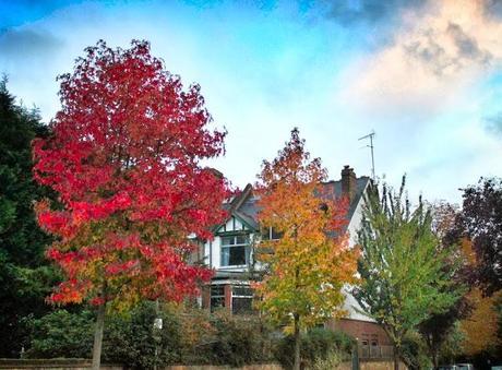 The Traffic Light Trees of Old East Finchley Town