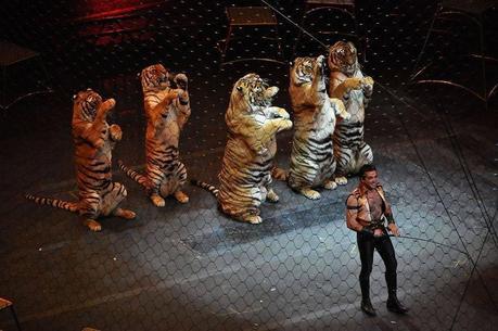 circus-tigers_2