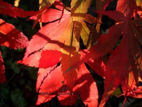 Acer changing colour