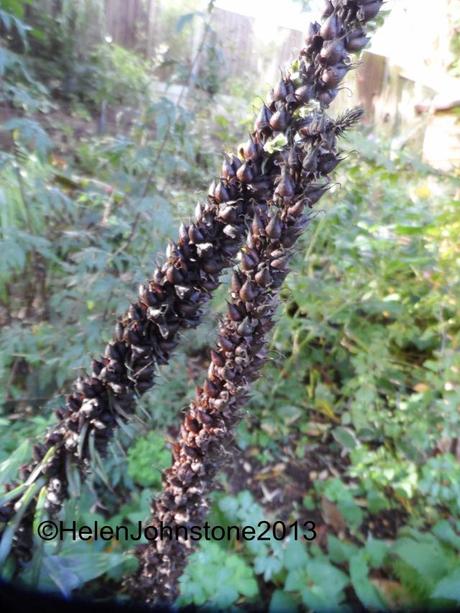 Seedheads of Digitalis ferruginea