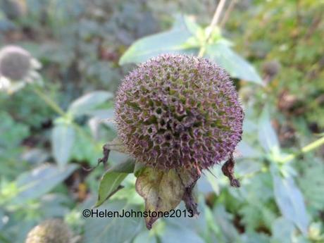 Seedhead of Monarda