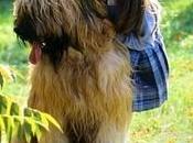 Breed Spotlight: Briard