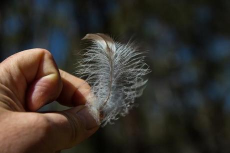small fluffy feather