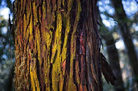 yellow bark on eucalypt