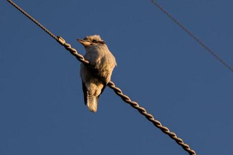 kookaburra on telephone wire
