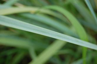 Leymus racemosus Leaf (21/09/2013, Kew Gardens, London)