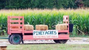 Piney Acres Christmas Tree Farm and Pumpkin Patch in Fortville, Indiana