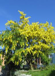 mimosa tree