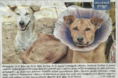 sorry plight of dog with plastic mane - seen at Marina beach