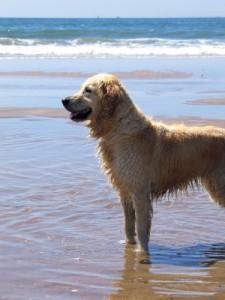 Dog-at-beach-before-dog-wash