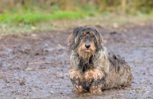 muddy-dog-before-dog-wash