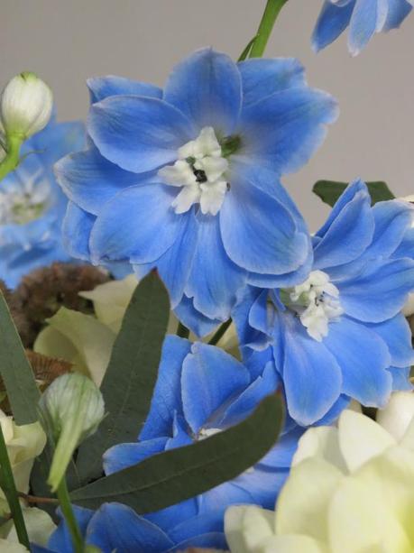 delphinium