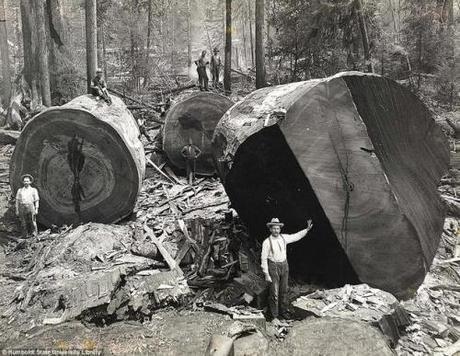 historical-photos-pt3-california-lumberjacks2