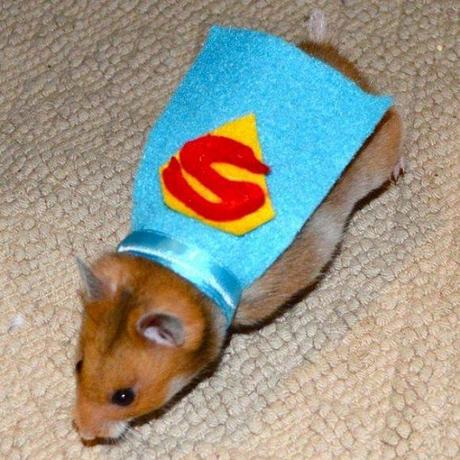 Superhero-Rodents-4