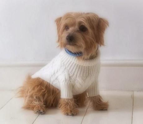 DRY CLEAN ONLY, PLEASE! Cashmere Sweaters for DOGS!