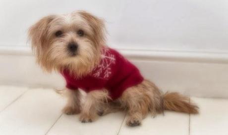 DRY CLEAN ONLY, PLEASE! Cashmere Sweaters for DOGS!