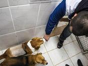 More Photos from Open Rescue Hundreds Beagles Experimental Brazil