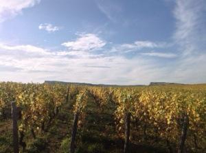 Burgundy's Cote de Nuits - world's most elegant Pinot Noir producing area.jpg