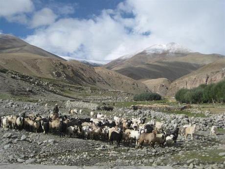 Sheepies going out to graze at Gya village.