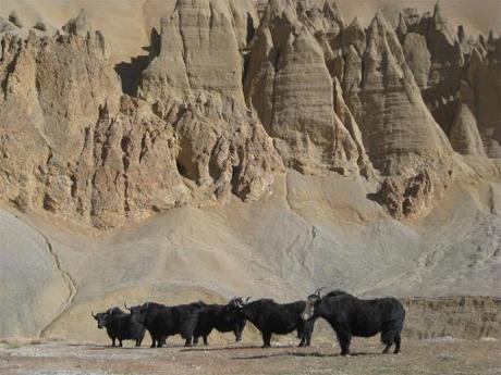 Ubiquitous yaks hanging out in surreal landscapes