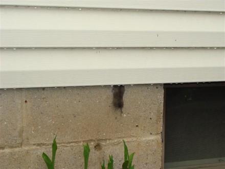 Mouse stuck in siding