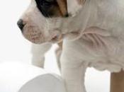 Secret Potty Training