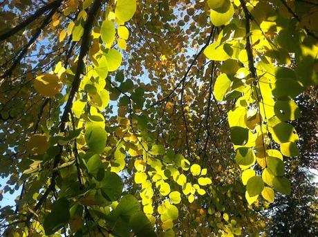 Morning-Light-with-Autumn-Leaves-in-Farmingdale-NY