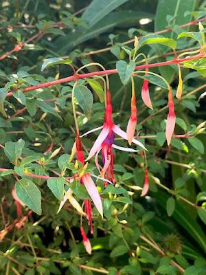 The Blackberry Garden Plant of the Year Award 2021