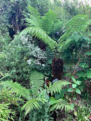 The Blackberry Garden Plant of the Year Award 2021