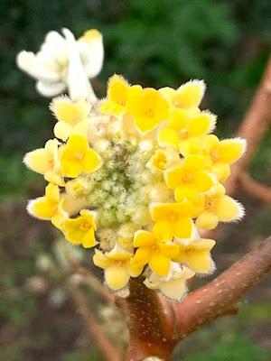 The Blackberry Garden Plant of the Year Award 2021