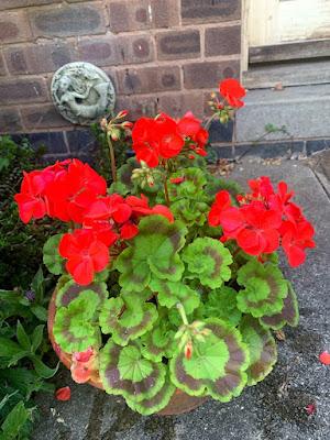 The Blackberry Garden Plant of the Year Award 2021